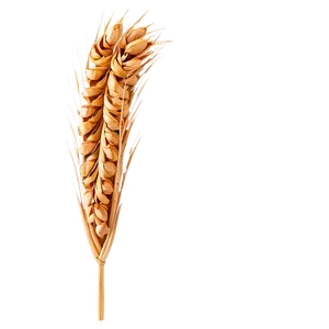 Wheat And Bread Png Vgm85 PNG image