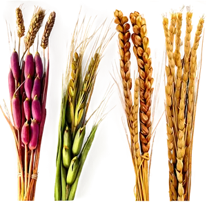 Wheat Bundle Tied Png 05252024 PNG image