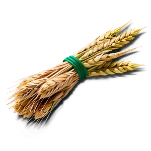 Wheat Bundle Tied PNG 05252024