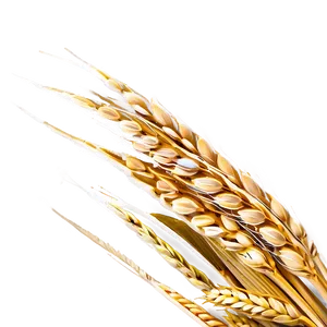 Wheat Field Aerial View Png 46 PNG image