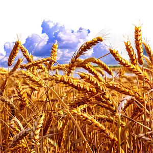 Wheat Field And Clouds Png Wjb PNG image