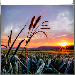 Wheat Field At Sunrise PNG 05252024