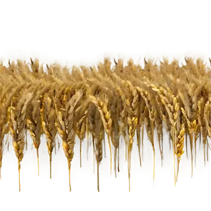 Wheat Field At Sunrise PNG 96
