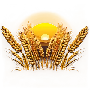 Wheat Field Sunset Glow Png 22 PNG image