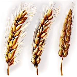 Wheat Field Sunset Glow Png 87 PNG image