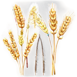 Wheat Field Under Blue Sky PNG Awq6
