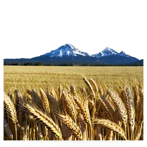 Wheat Field With Mountains Background Png 06252024 PNG image