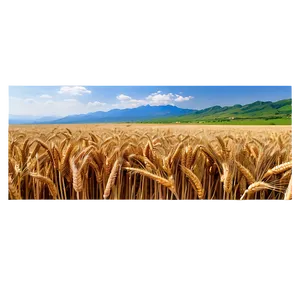 Wheat Field With Mountains Background Png 06252024 PNG image