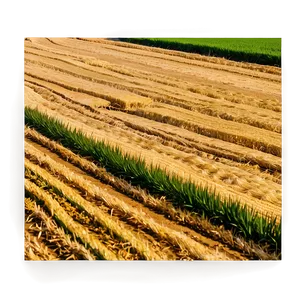 Wheat Field With Tractor Tracks Png Pdm71 PNG image