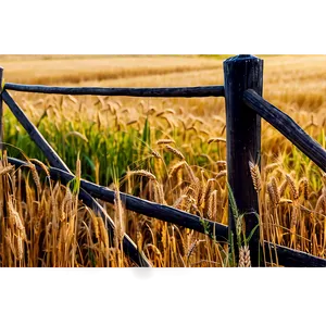 Wheat Field With Wooden Fence Png Pfj PNG image