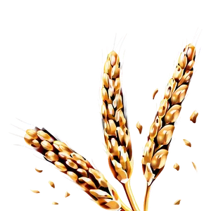 Wheat Grain Close-up Png 53 PNG image