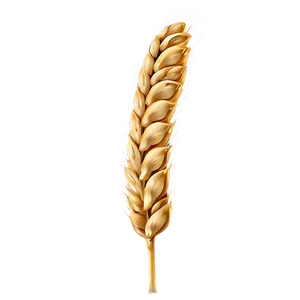 Wheat Grain Close-up Png 81 PNG image