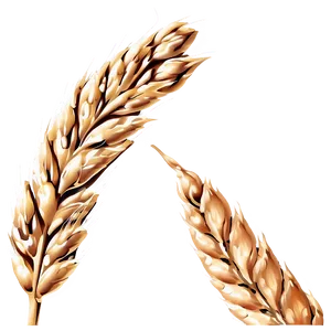Wheat Grain Close-up Png Kbr PNG image