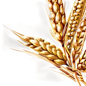 Wheat Grain Close-up Png Nov7 PNG image