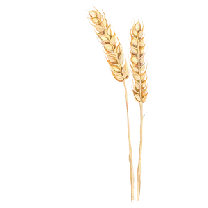 Wheat In A Gentle Breeze Png Dan PNG image