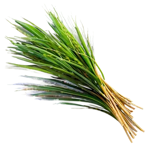 Wheat-like Grass PNG 39 PNG