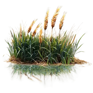Wheat-like Grass PNG Ssh10 PNG