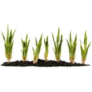 Wheat Seedling Germination Png 76 PNG image