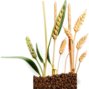 Wheat Seedling Germination Png Oxu PNG image