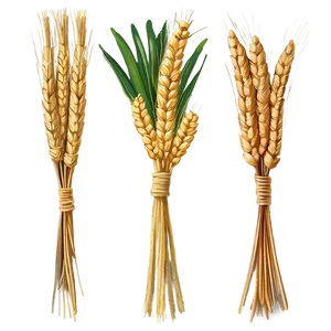 Wheat Sheaf Bundle Png Dul PNG image