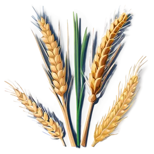 Wheat Sheaf Bundle Png Rid PNG image
