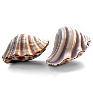 Whimsical Clam Shell PNG Amn