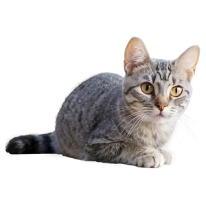 Whiskered Grey Cat Png 06252024 PNG image