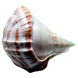 Whispering Conch Shell PNG 59