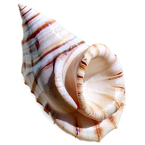 Whispering Conch Shell PNG Sck