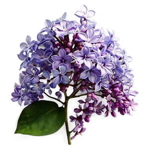 Whispering Lilac Png 30 PNG image