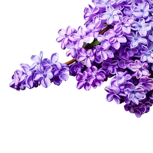 Whispering Lilac PNG 8