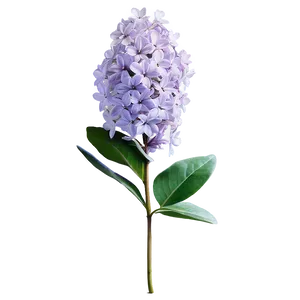 Whispering Lilac PNG Vle94 PNG