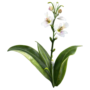 "whispers Of Nature: Gentle Flower PNG" D