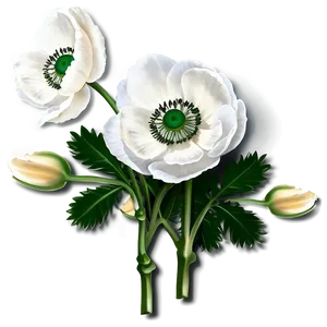 White Anemone Flower PNG 05242024