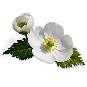 White Anemone Flower PNG 05242024