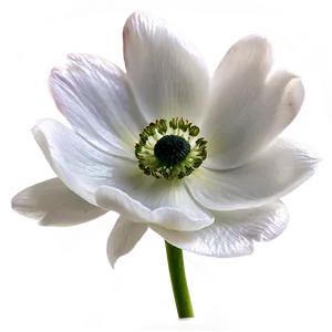 White Anemone Flower PNG 65