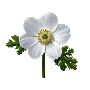 White Anemone Flower PNG Ecc