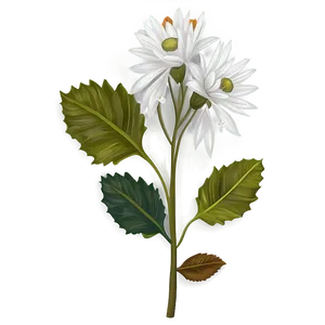 White Autumn Flowers PNG Jhy21 PNG