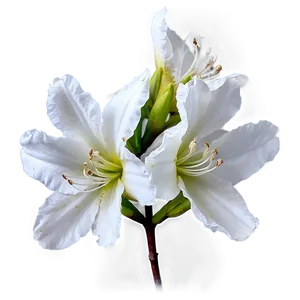 White Azalea Flower Png 05242024 PNG image