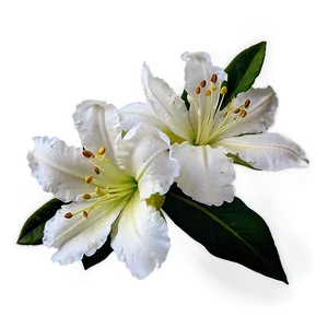 White Azalea Flower Png Iwo PNG image