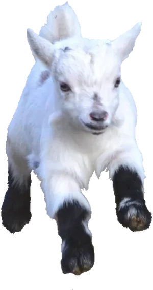 White Baby Goat Black Hooves PNG image