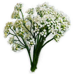 White Babys Breath Bouquet Png Cvv22 PNG image