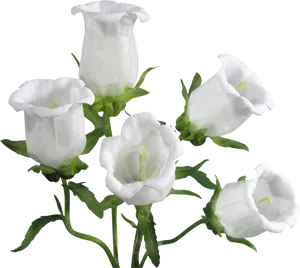 White Bell Shaped Flowers Black Background PNG image