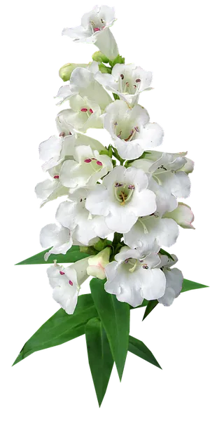 White Bellflower Bouquet.png