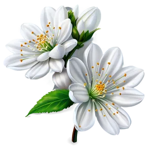 White Blossoming Flower PNG 54