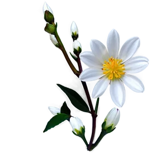 White Blossoming Flower PNG Apg92