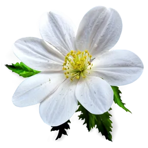 White Blossoming Flower PNG Yyn