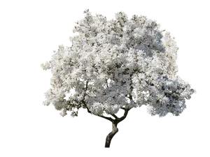 White Blossoming Tree Clear Sky Background