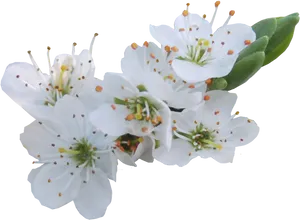 White Blossoms Transparent Background PNG image