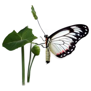 White Butterfly B